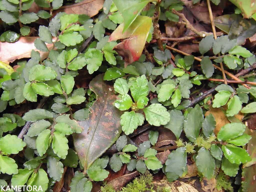 サンショウソウ