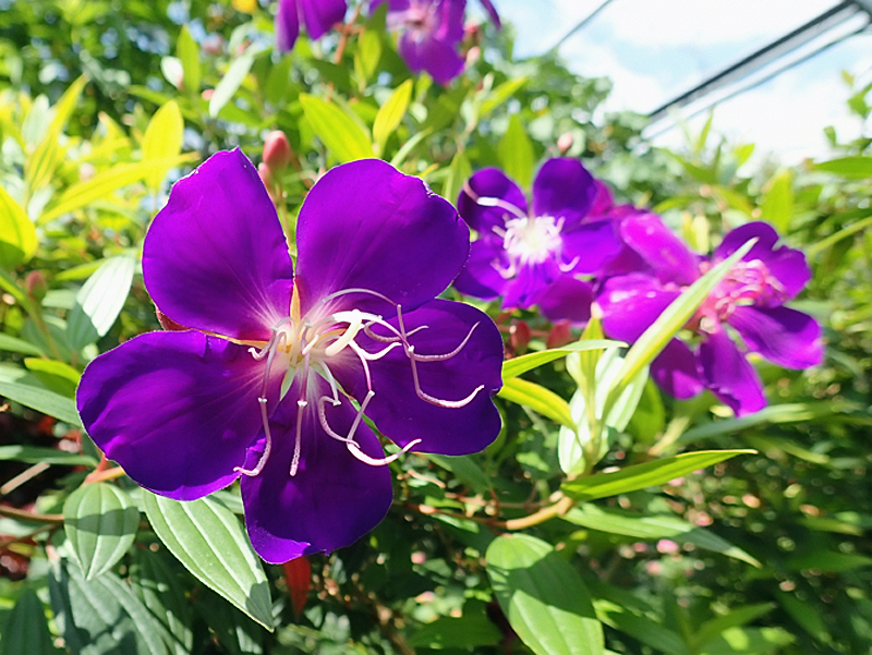 シコンノボタン