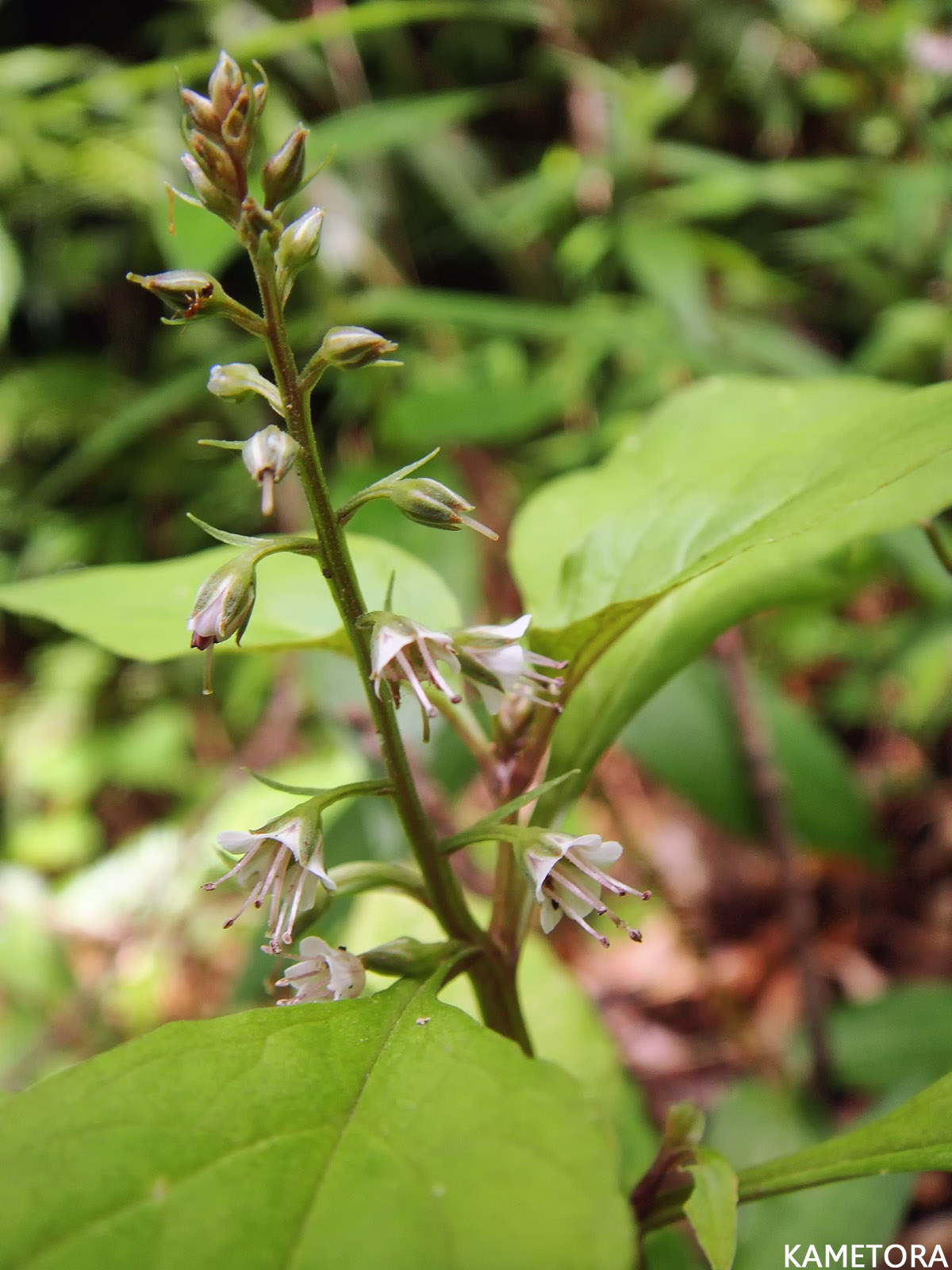 シマギンレイカ