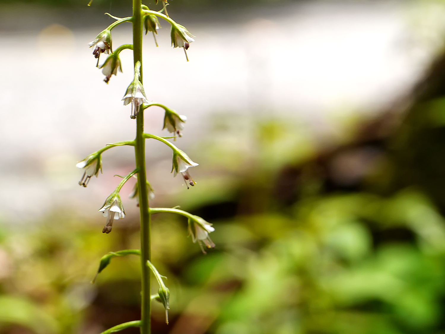 雄しべが長く突出する赤みを帯びた白色の小花 奄美大島の水気が供給される渓流のそば
