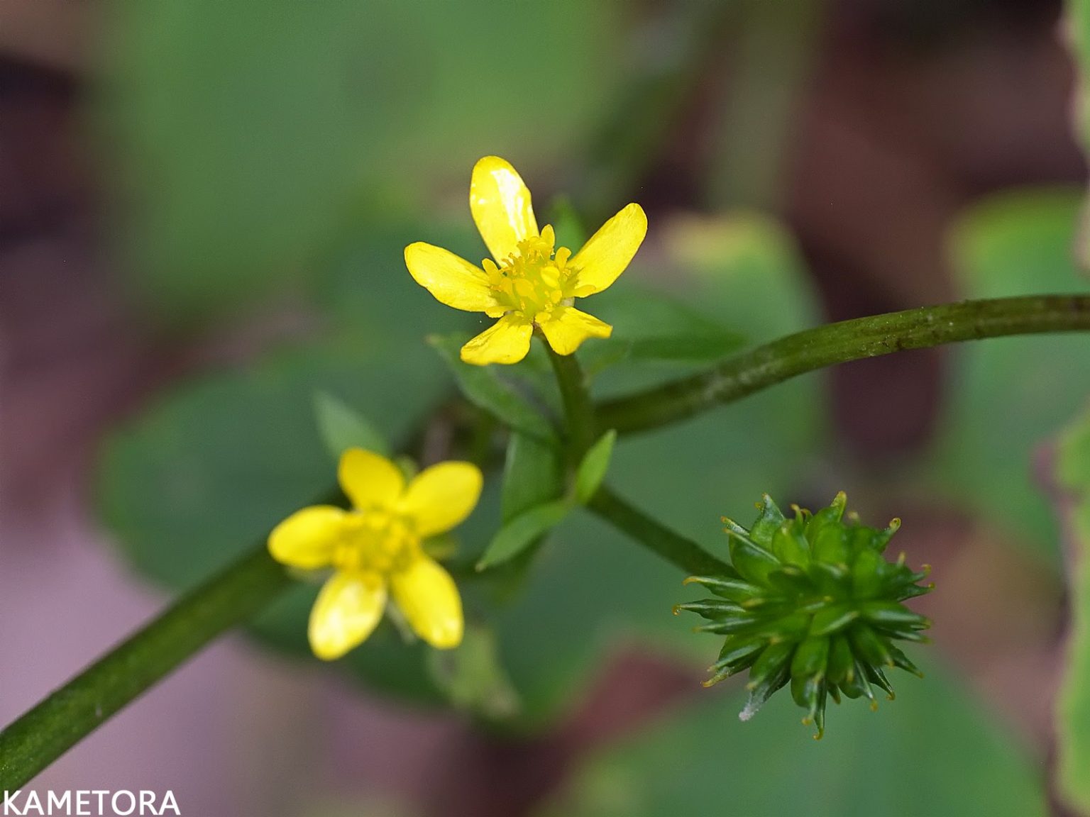 シマキツネノボタン