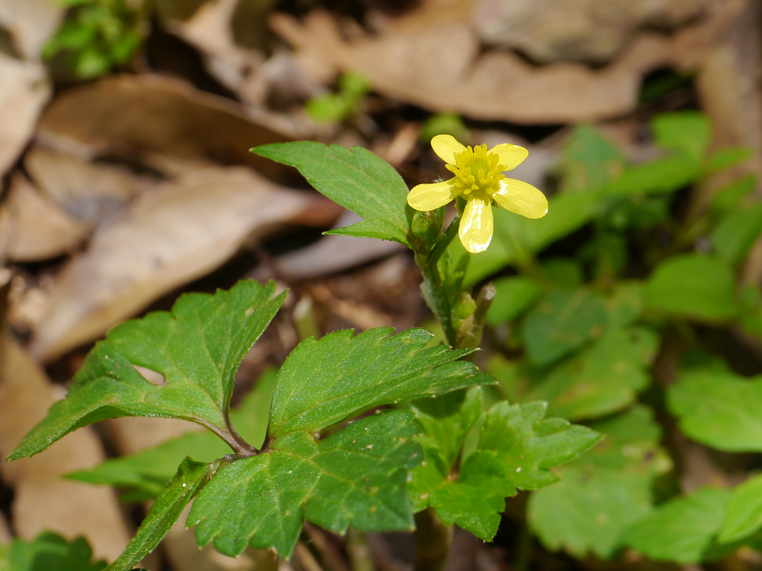 キツネノボタン　強い光沢のある黄色い1.5cmの花＋奄美大島の水田の畦道