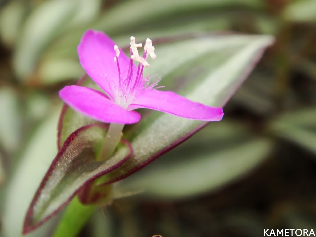 シマムラサキツユクサ