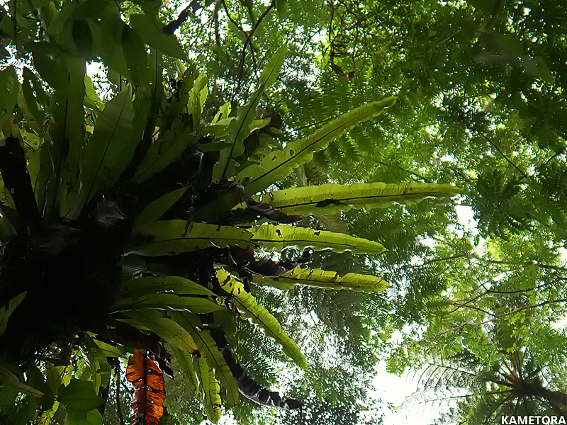 シマオオタニワタリ