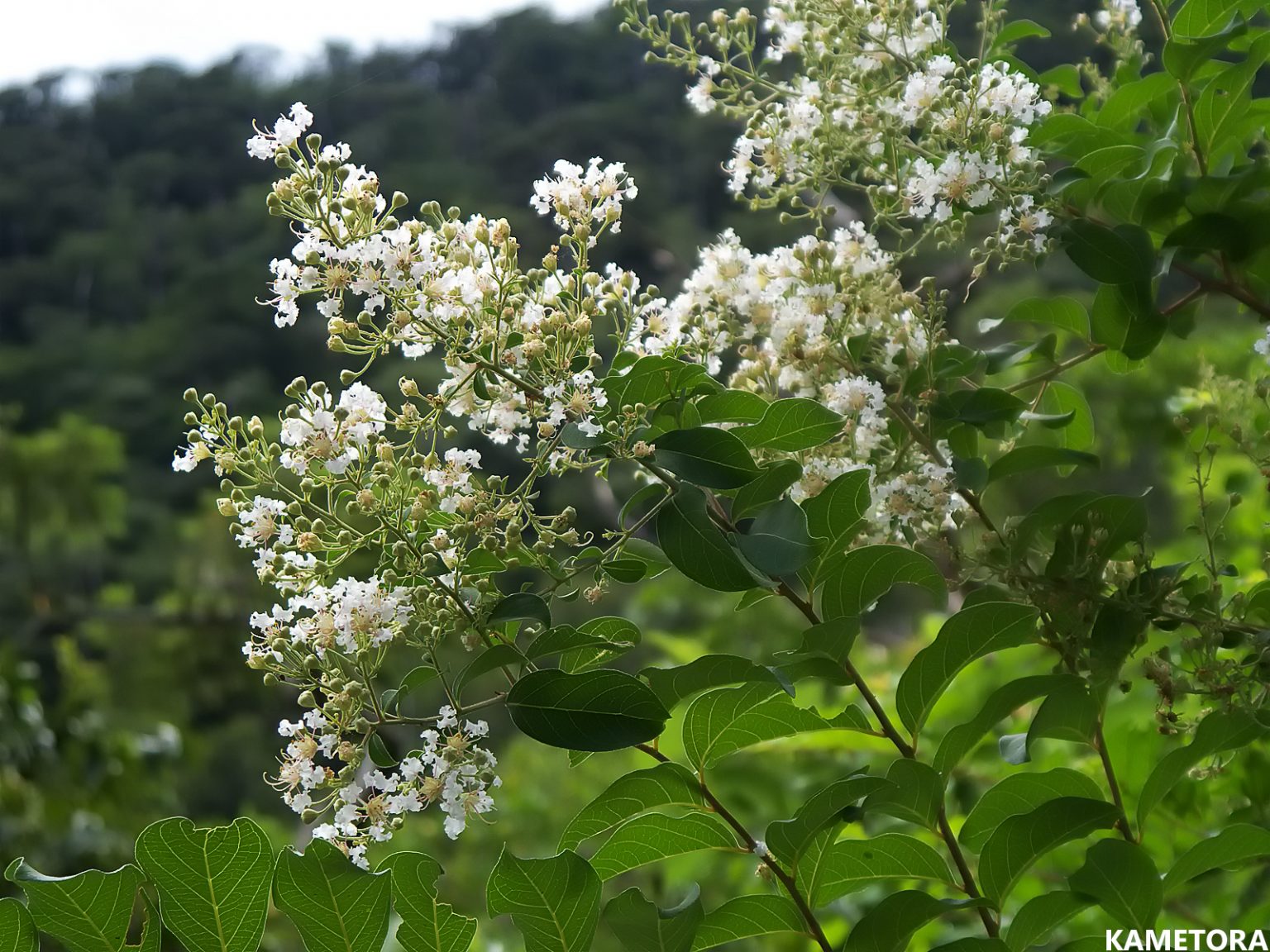 シマサルスベリ