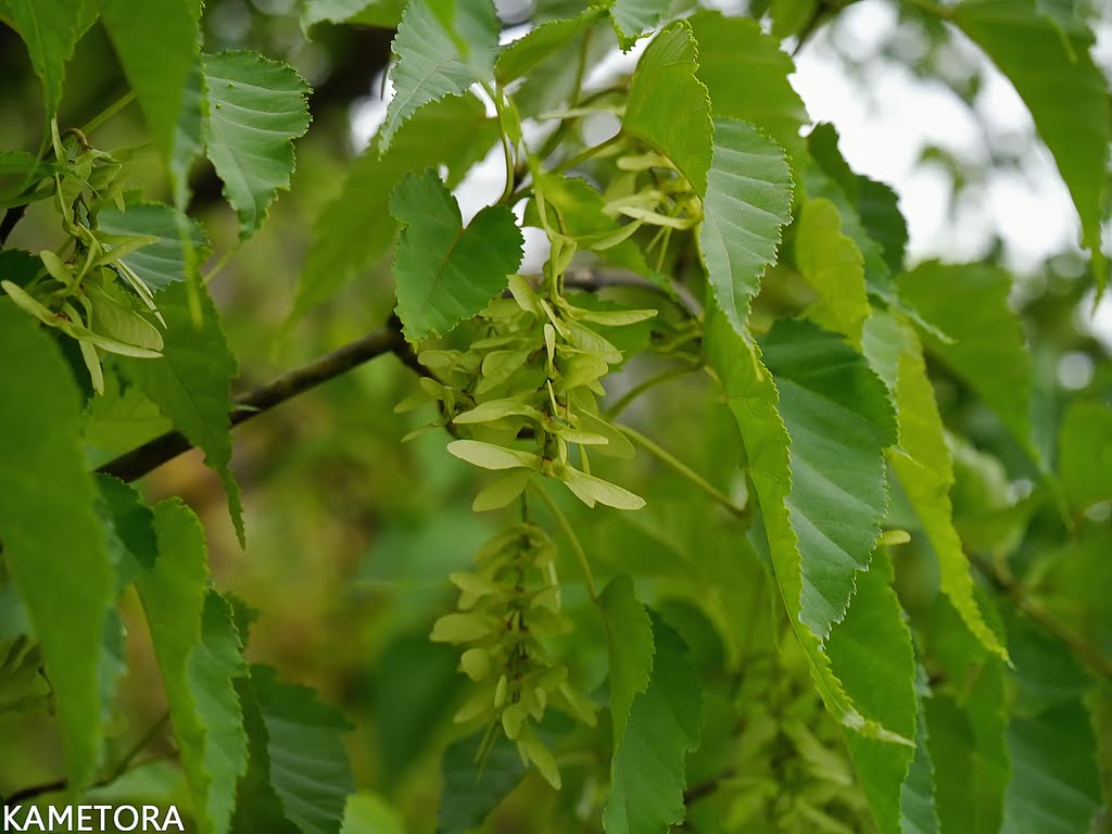 シマウリカエデ