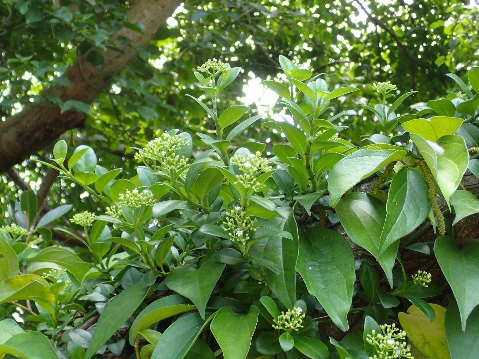 シラタマカズラ