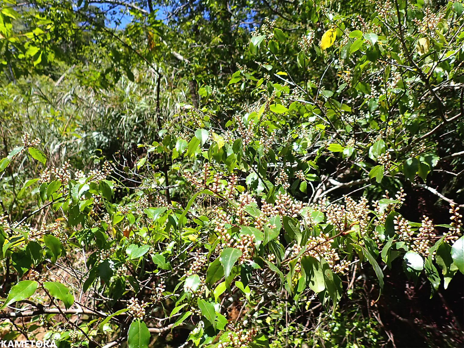 ショウベンノキ