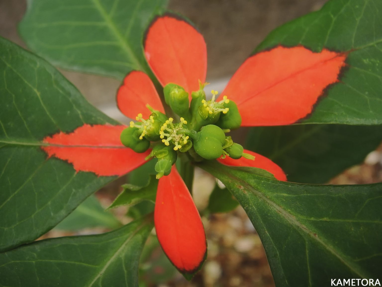 ショウゾウソウ