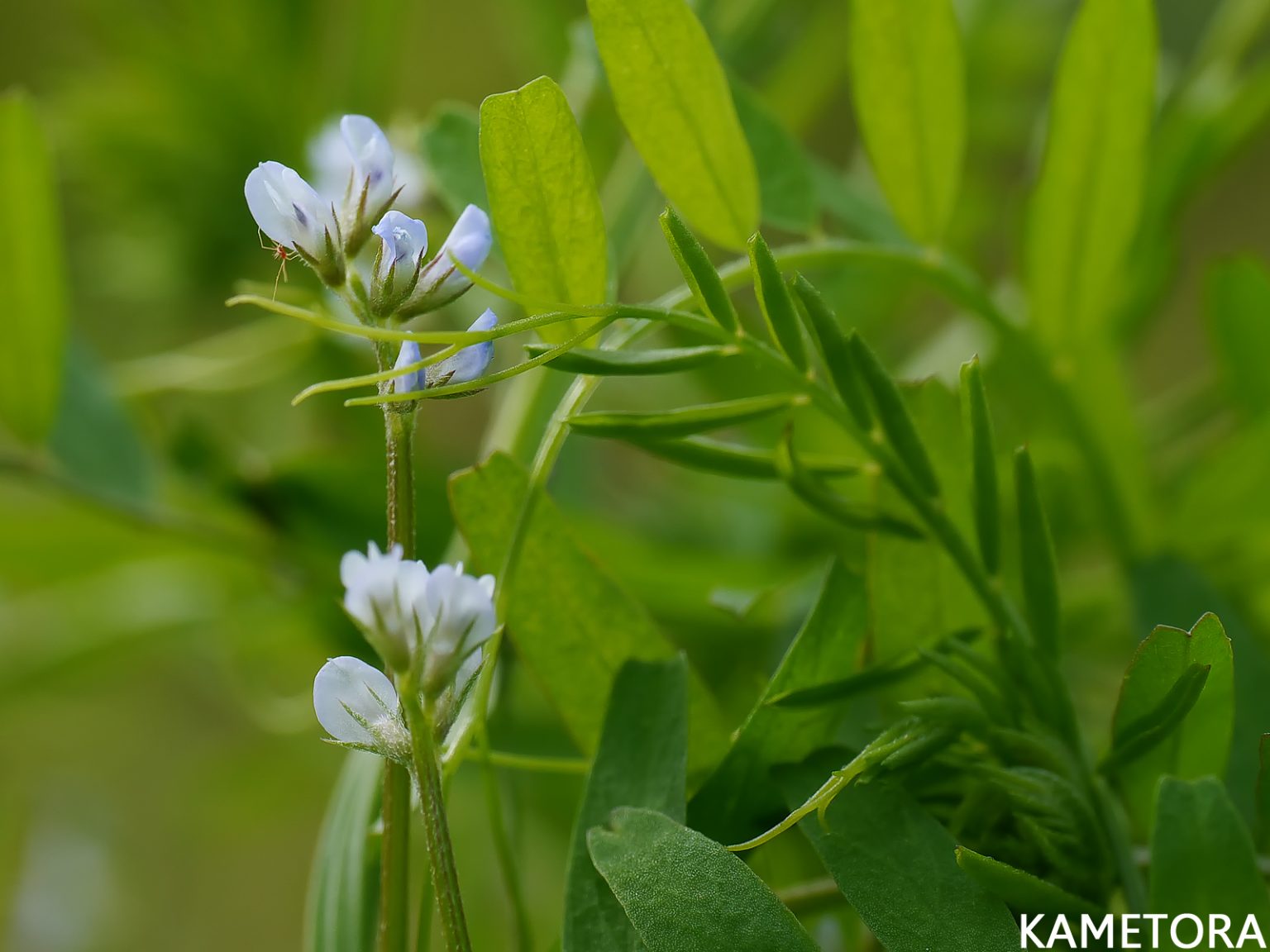 スズメノエンドウ