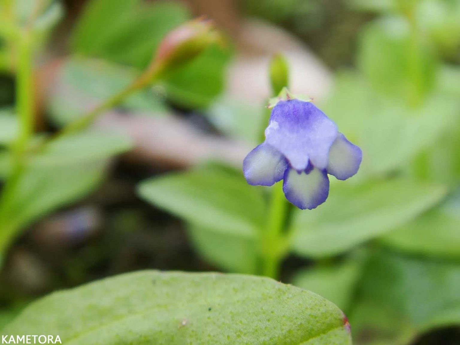 スズメノトウガラシ