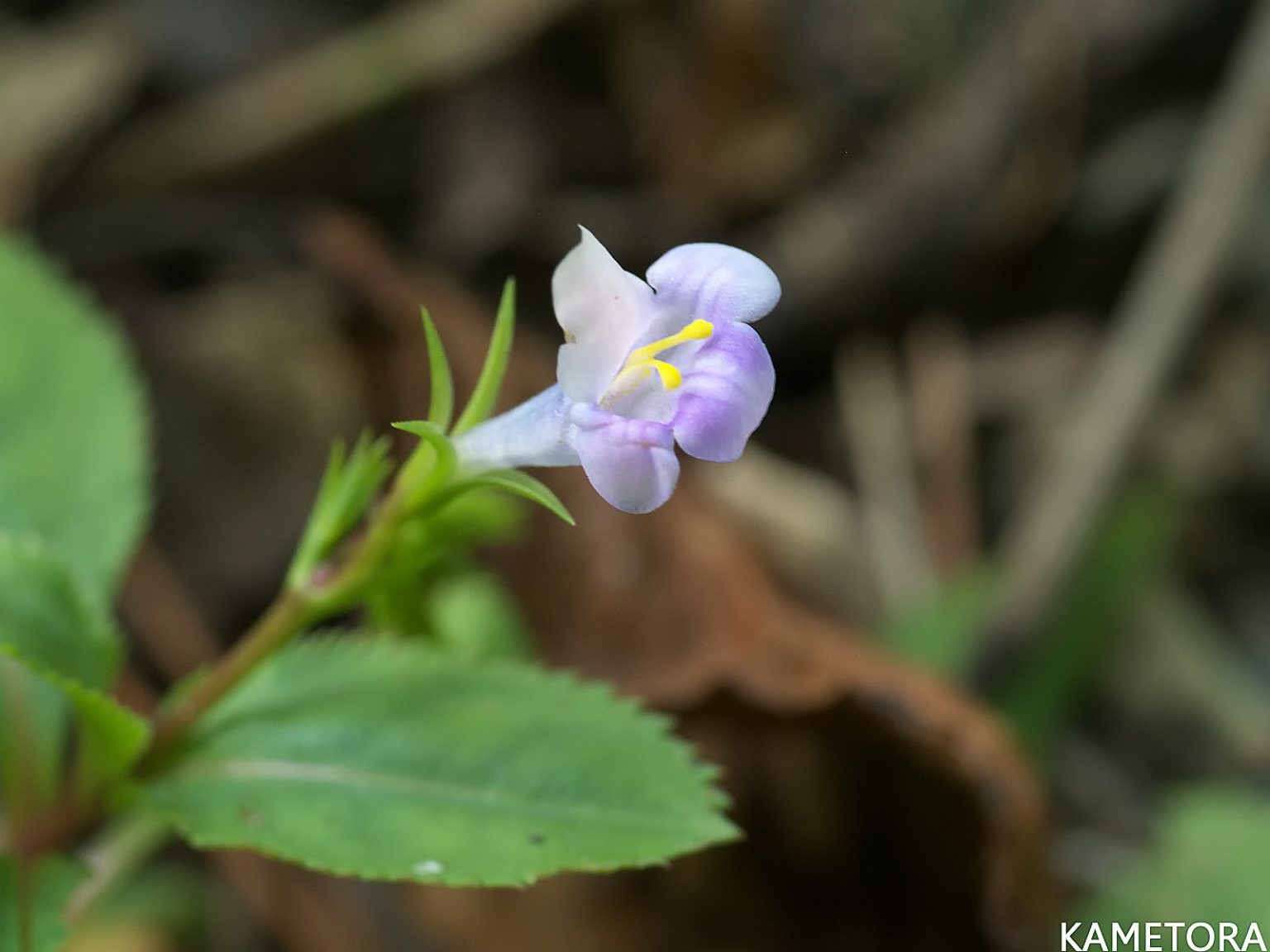 スズメノトウガラシモドキ