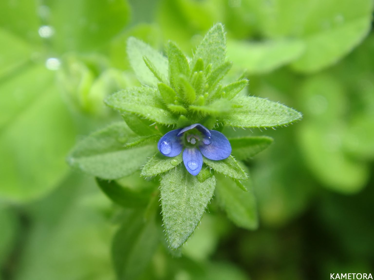 タチイヌノフグリ