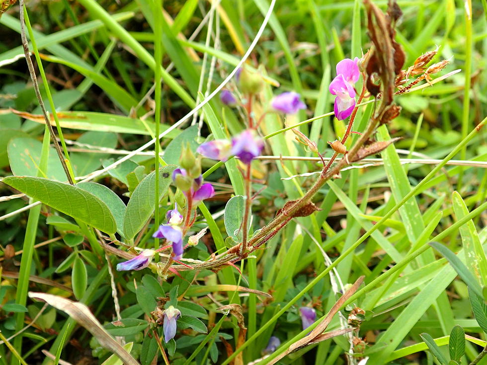 タチシバハギ（外来多年草）/直立する茎と3出複葉、紅紫色の小花。成熟した豆果は短毛で衣服に付着する特徴を持つ。草丈20〜60cm。/奄美の路傍や畑地、樹園地など、人為攪乱地に帰化・定着する外来種。