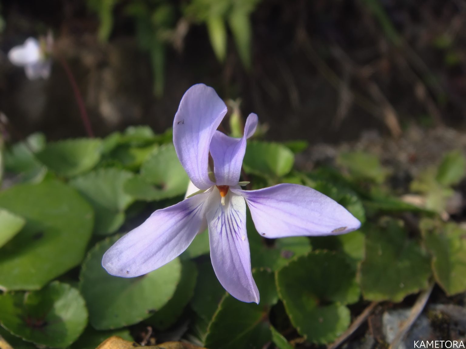 タチツボスミレ