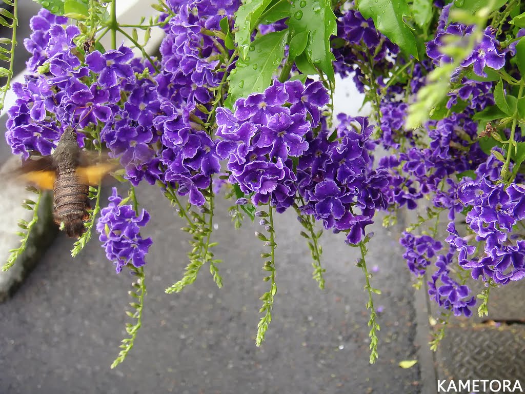 タイワンレンギョウ