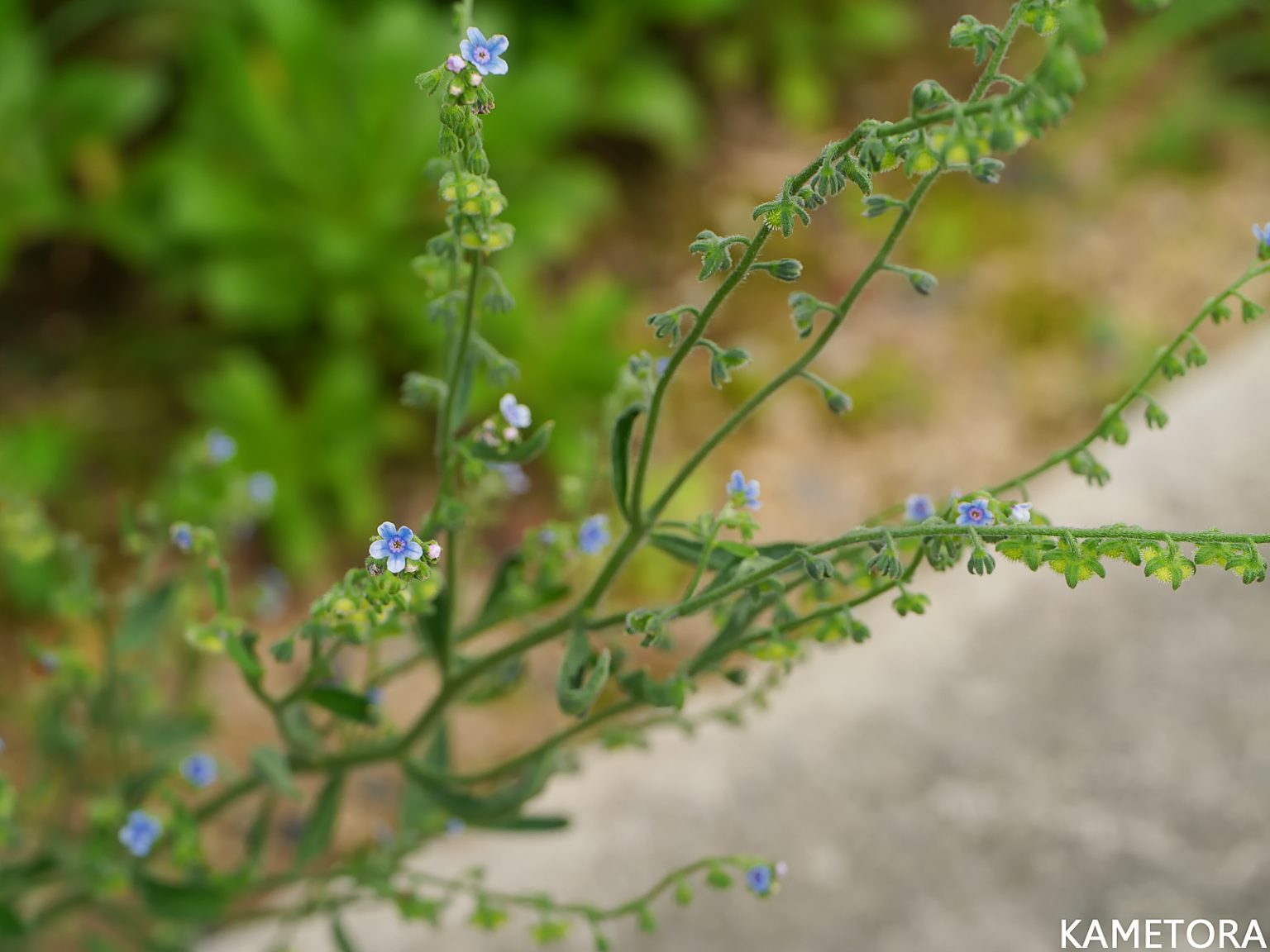 タイワンルリソウ