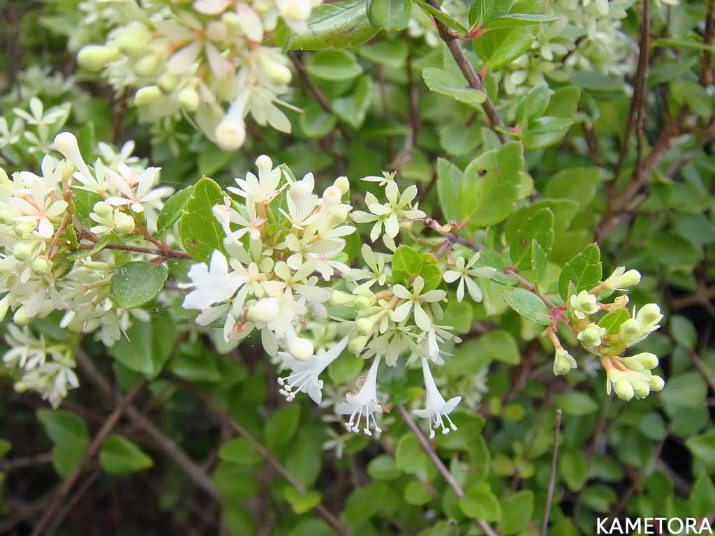 タイワンツクバネウツギ