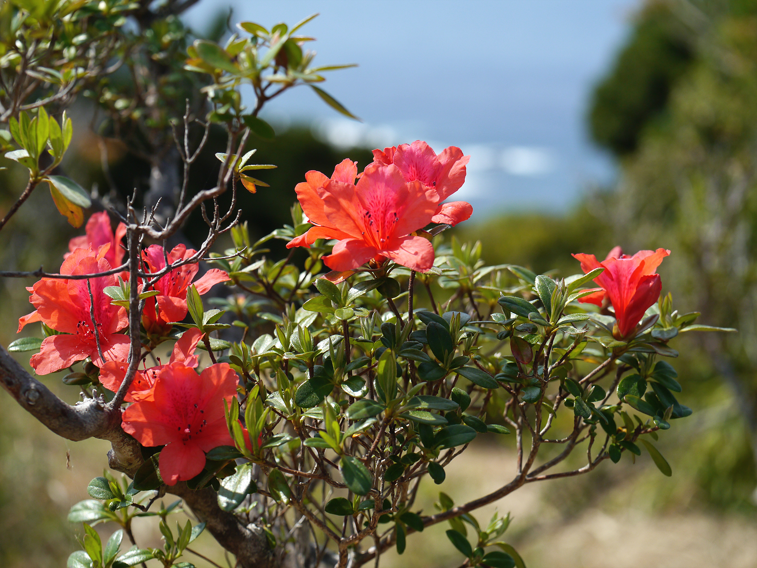 奄美大島・根瀬部地区の急斜面に群生しているタイワンヤマツツジ