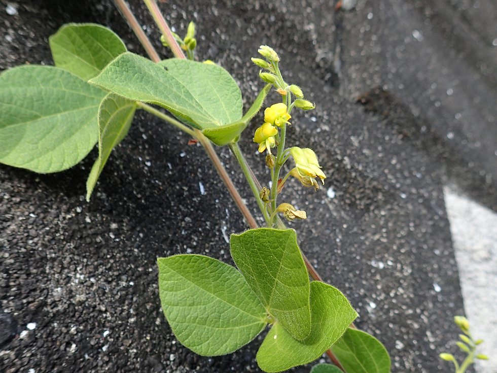 タンキリマメのつると葉（笠利・須野ダム周辺） 緑のつるをくるくると伸ばして、他の草木に絡みつくタンキリマメ。淡い黄色の花がかわいらしい。