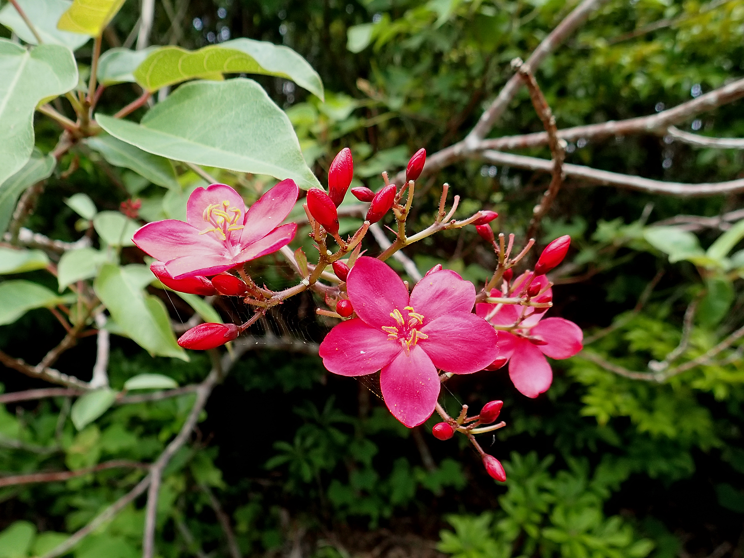 テイキンザクラ