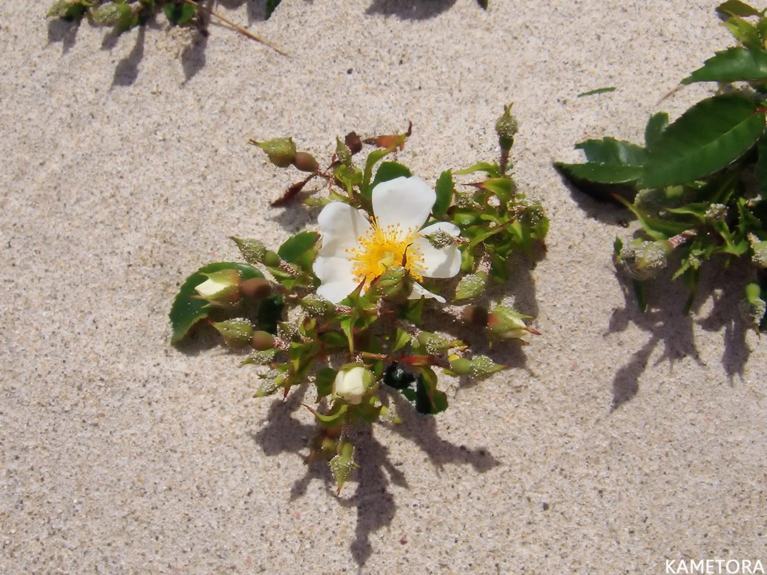 テリハノイバラの写真。潮風から身を守るための強い光沢（照り）がある革質の葉と、初夏に咲く白い可憐な花。海岸の岩場や砂地に張り付くように這って自生している様子。