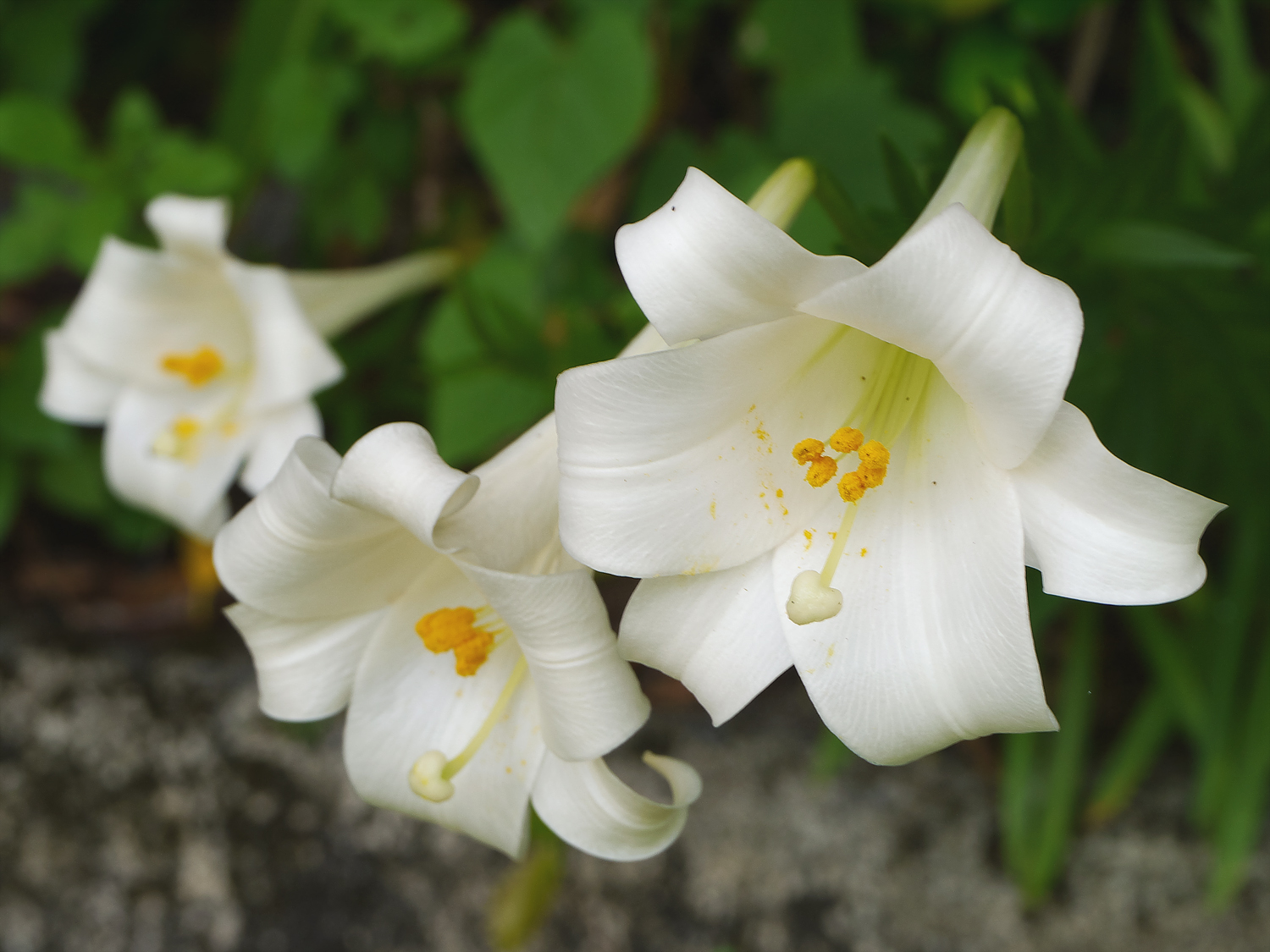 テッポウユリ　純白でラッパ型の大きな花＋奄美大島