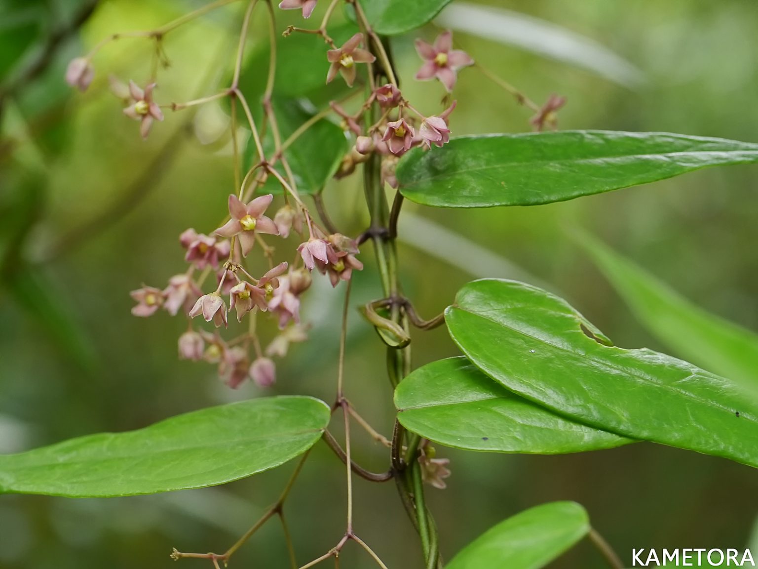 トキワカモメヅル
