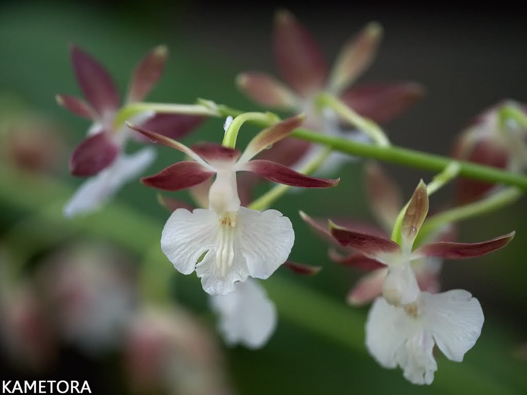 トクノシマエビネ