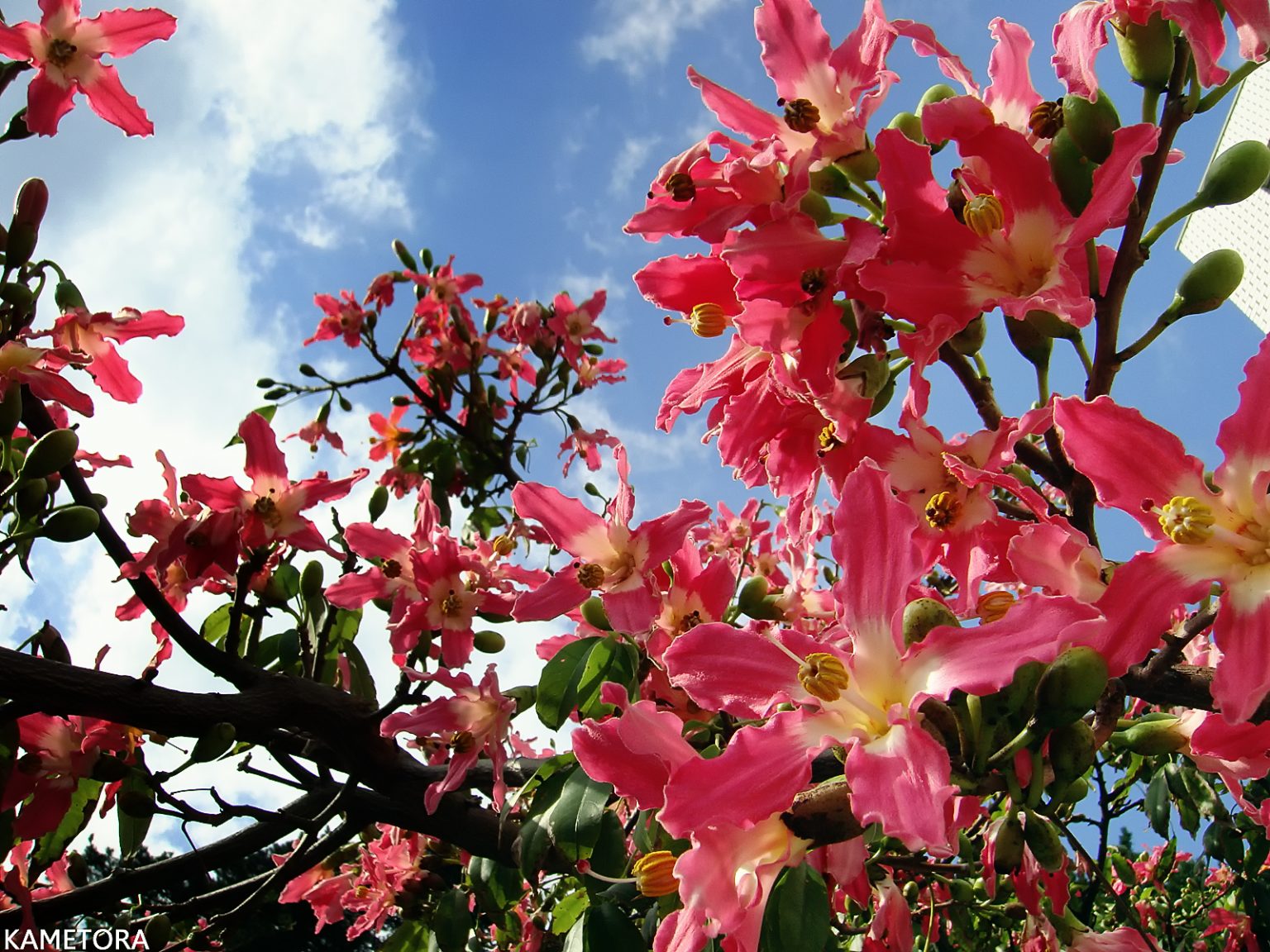 トックリキワタ