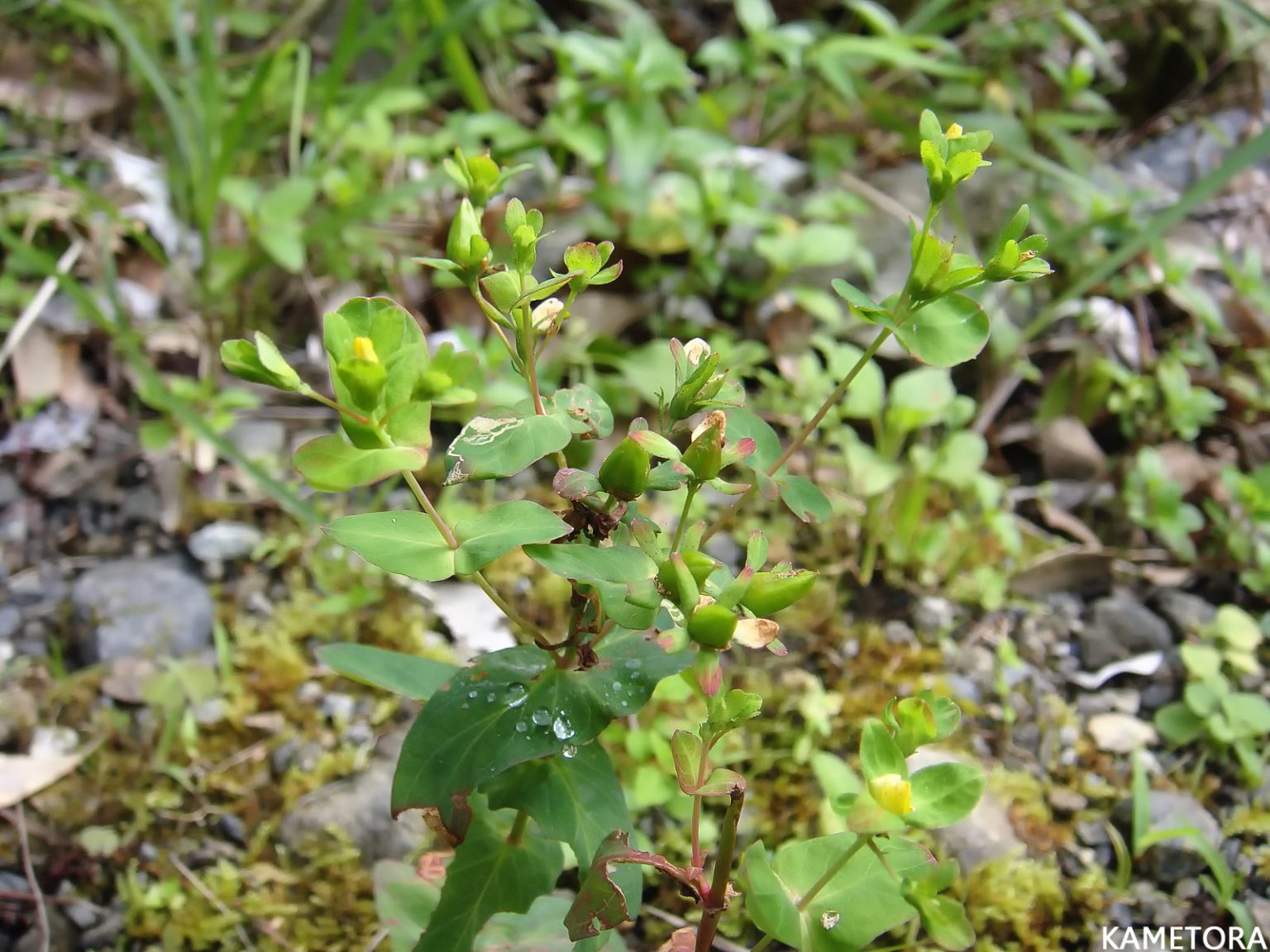 ツキヌキオトギリ