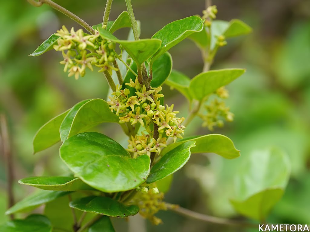 ツルモウリンカ