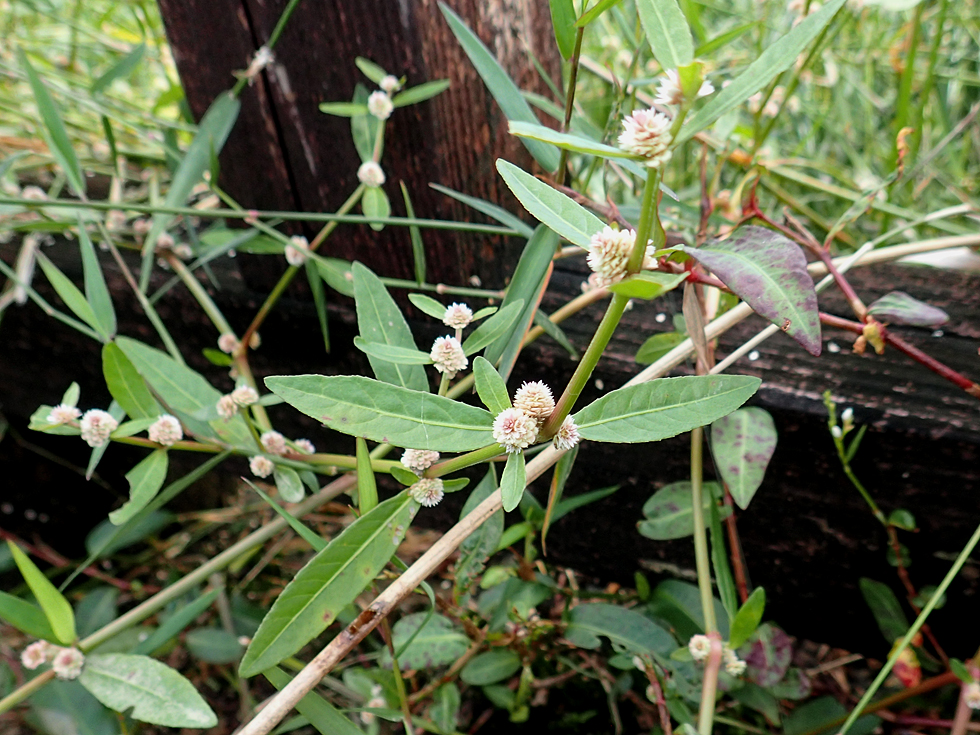 ① ツルノゲイトウ（蔓野鶏頭）の花 ② 地を這う茎と対生する細長い葉、葉腋に球状につく白い小花 ③ 奄美の湿った路傍や水辺近くに生育するヒユ科の草花