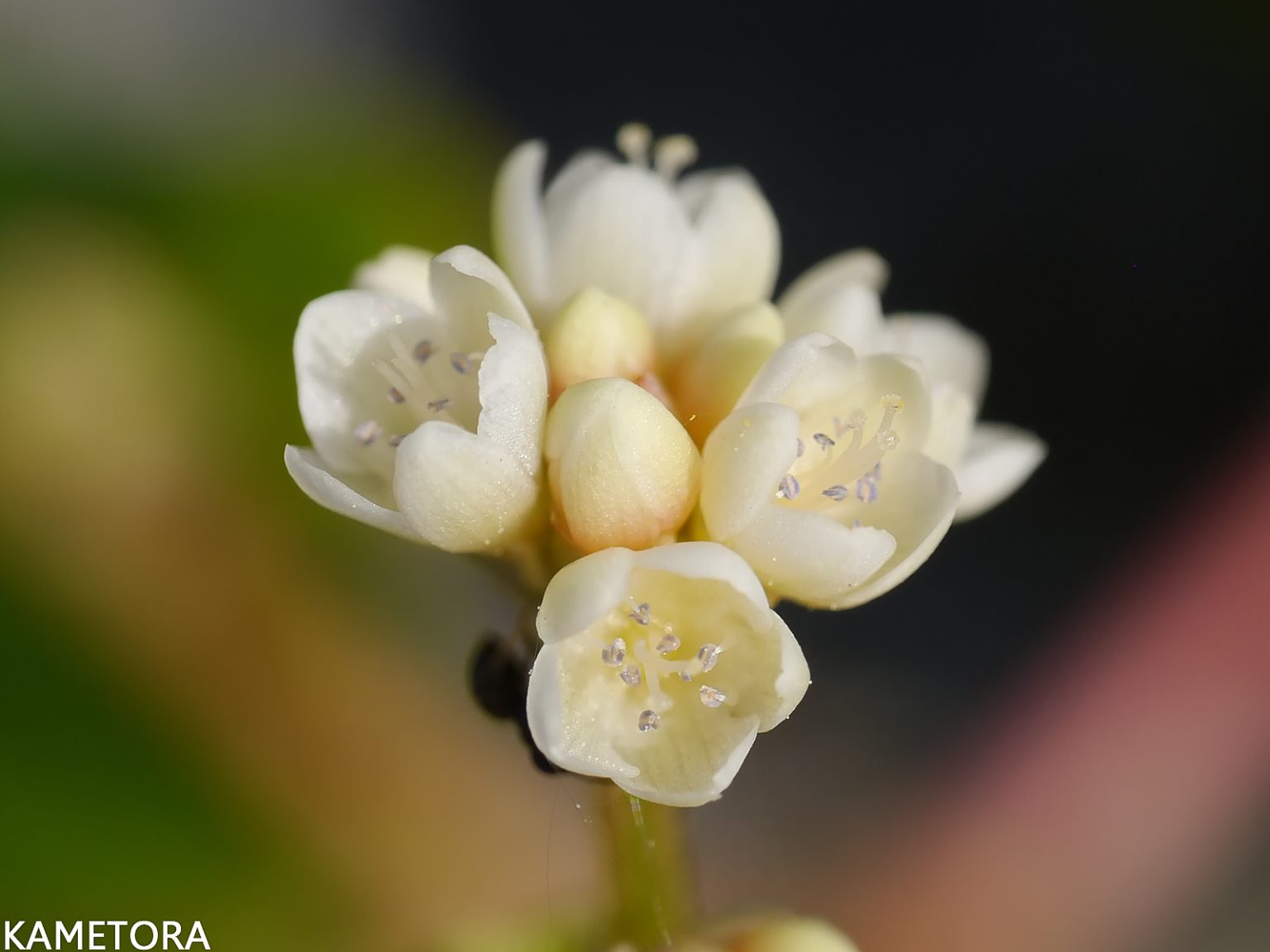 ツルソバの白い花。コンペイトウ状に集まった小さな花と、基部が木質化したつる性の茎、奄美大島の海岸近くの林縁に自生する様子。