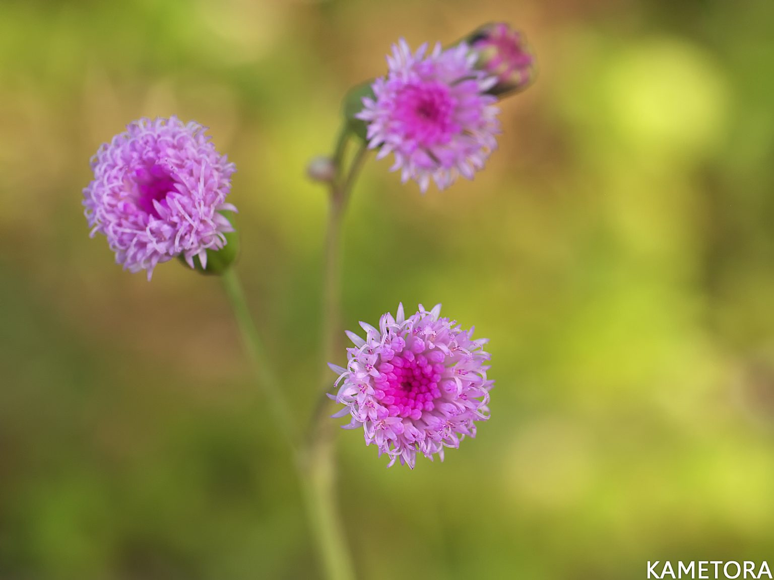 ウスベニニガナの花。淡紅色の小さな筒状花と、茎を抱く緑白色の葉、奄美大島の陽当たりの良い道端に自生する様子。