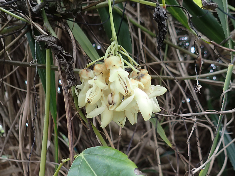 ワニグチモダマ