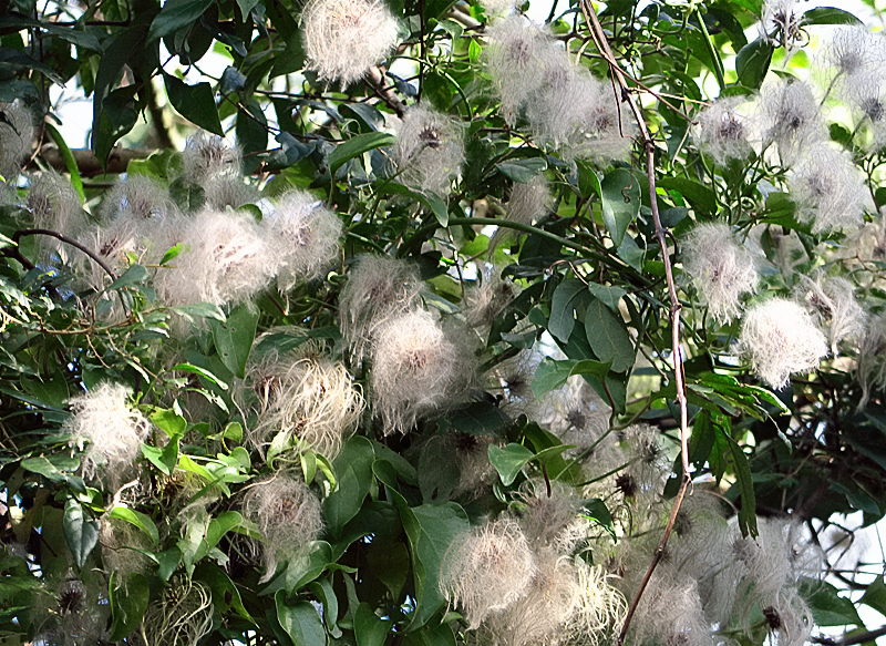 ヤエヤマセンニンソウ