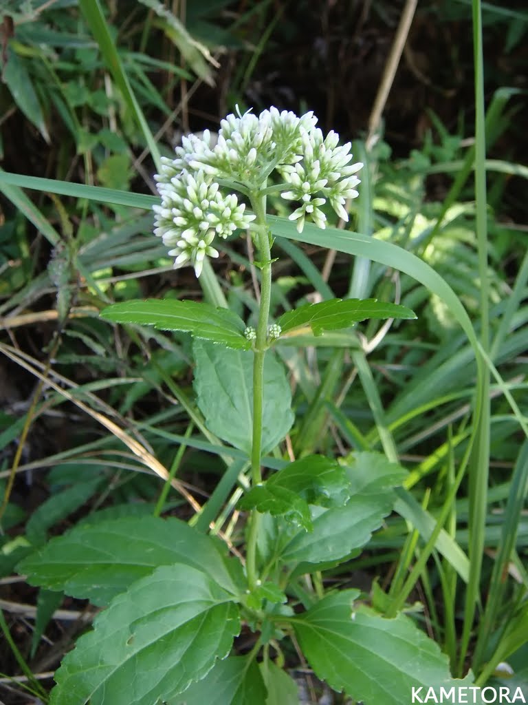 ヤマヒヨドリバナ