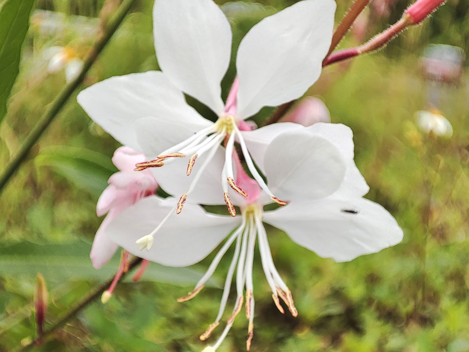 ヤマモモソウ（ガウラ）