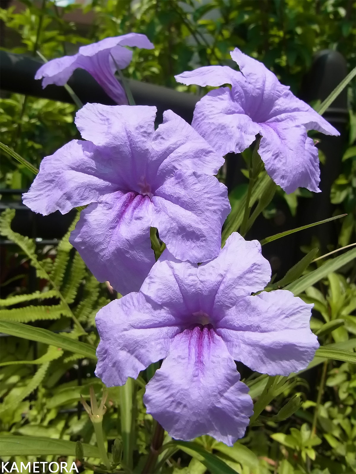 ヤナギバルイラソウ（柳葉ルイラ草）