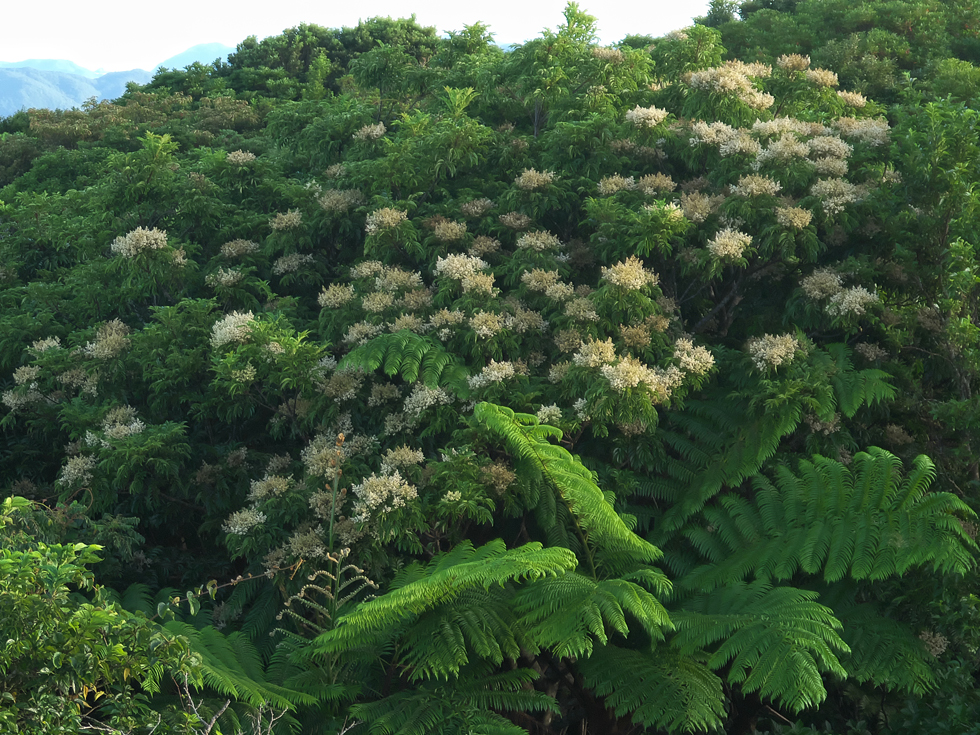 ヤンバルアワブキ