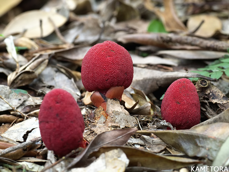ユワンツチトリモチ
