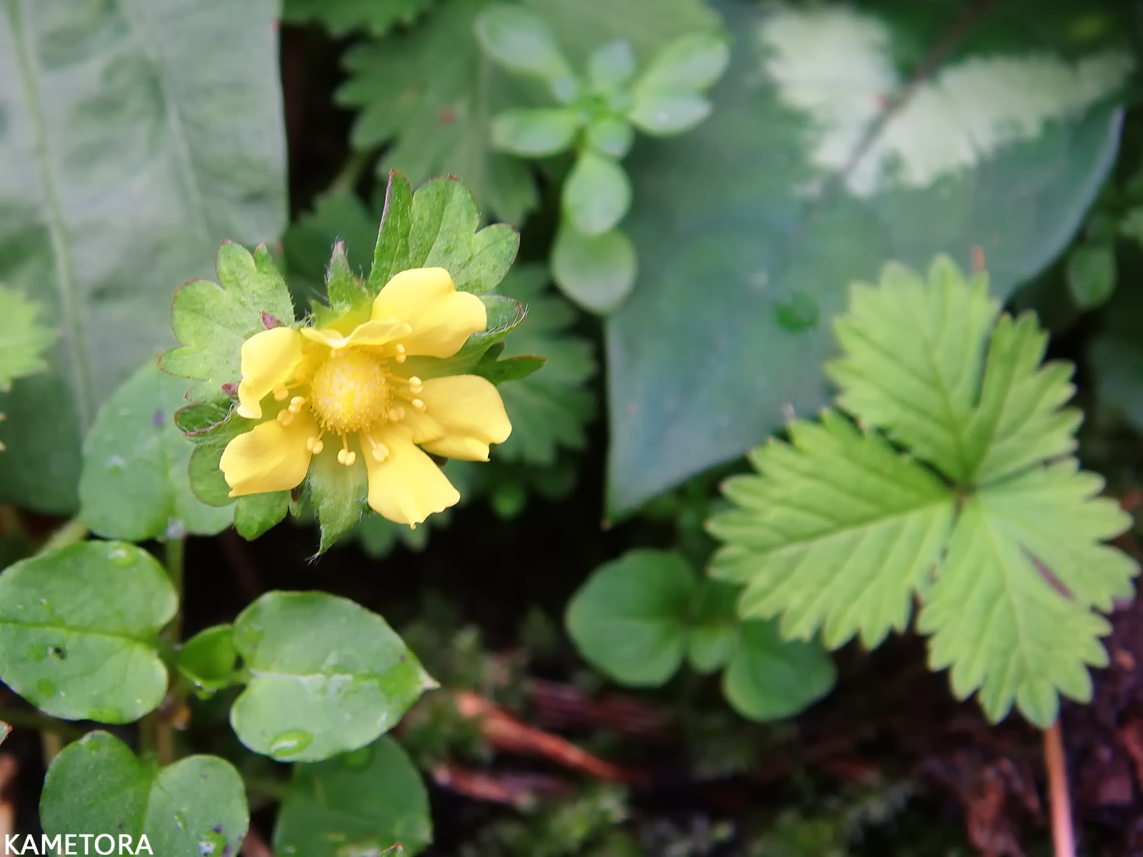 奄美大島の湿った草地に自生するヘビイチゴ。三出複葉の緑に映える鮮やかな黄色の5弁花と、光沢のないマットな質感が特徴の赤い実の様子。