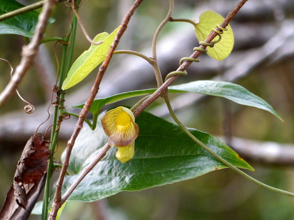 リュウキュウウマノスズクサの葉の裏は帯白色で細かい軟毛が生えている特徴的な質感。