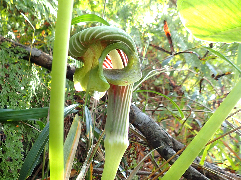 ムサシアブミ（武蔵鐙）の緑色の仏炎苞。馬具に似た袋状の花と光沢のある大きな三出複葉が、奄美大島の湿った半日陰の林内に自生している様子。