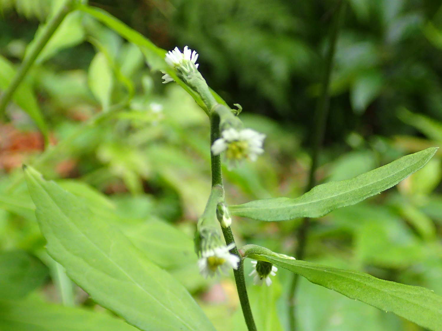 奄美大島の薄暗い林内に自生するシュウブンソウ。水平に伸ばした枝の葉腋から咲く、極小の淡黄緑色の花。