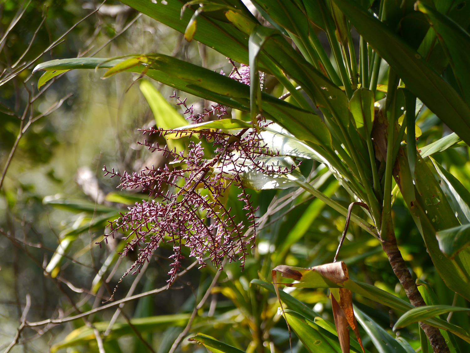 センネンボク（千年木 / コルジリネ / ティーリーフ）