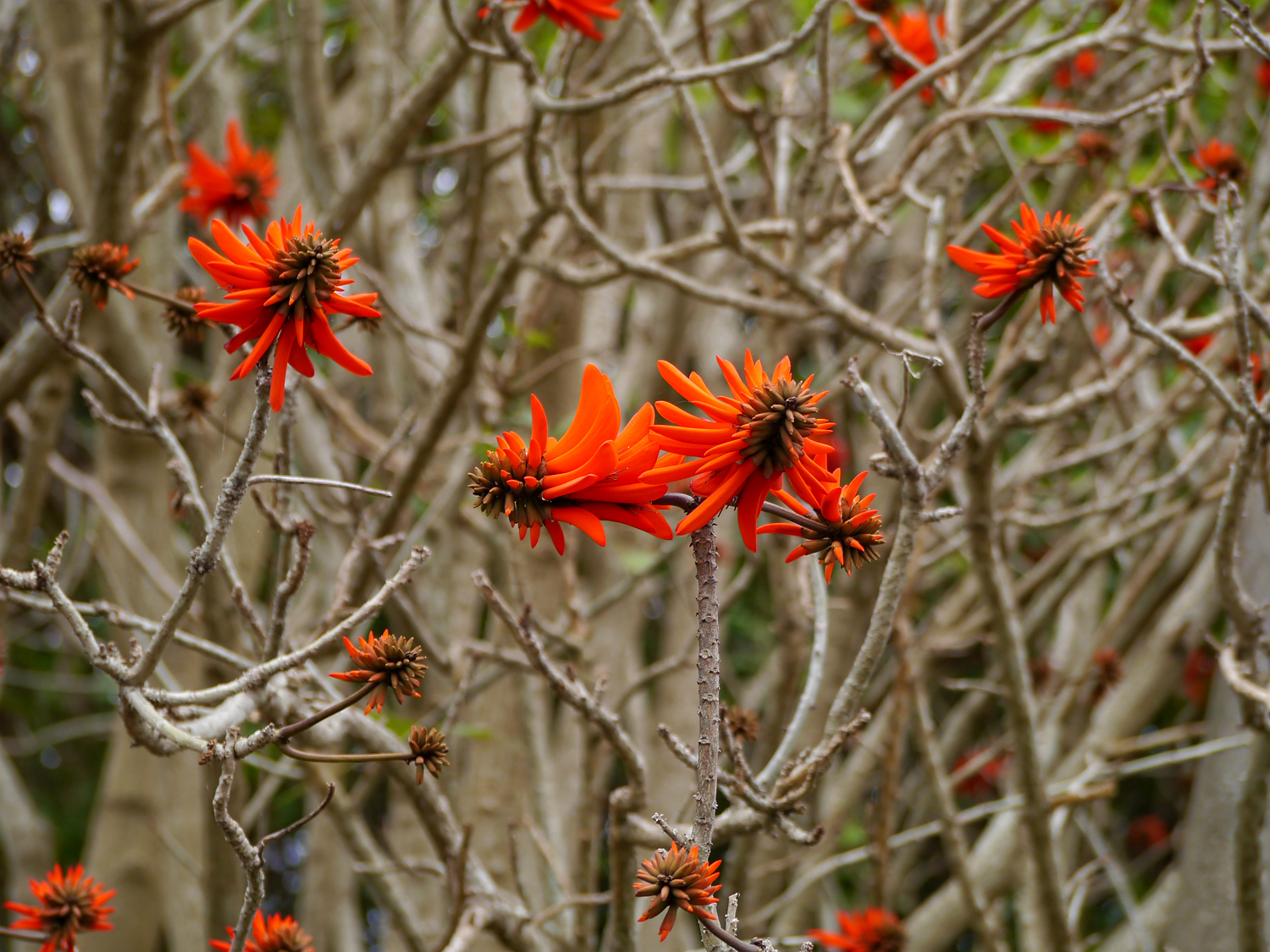 ブラジルデイゴ（サイハイデイゴ）