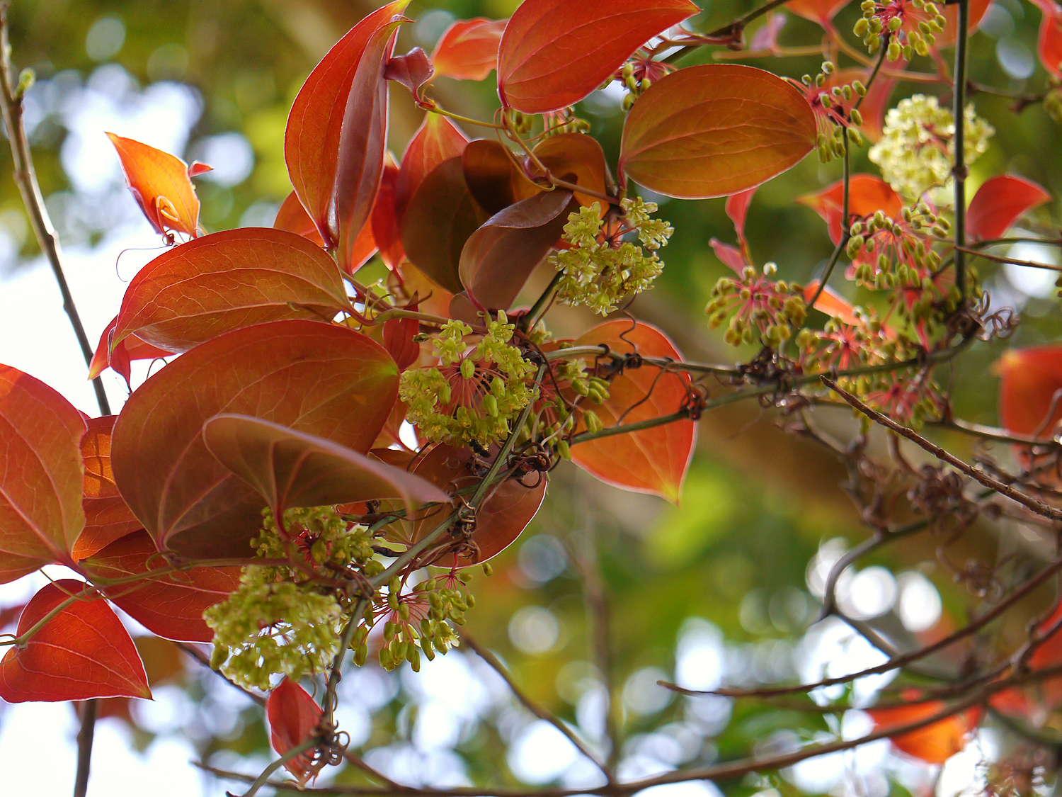 サルトリイバラ（猿捕茨）