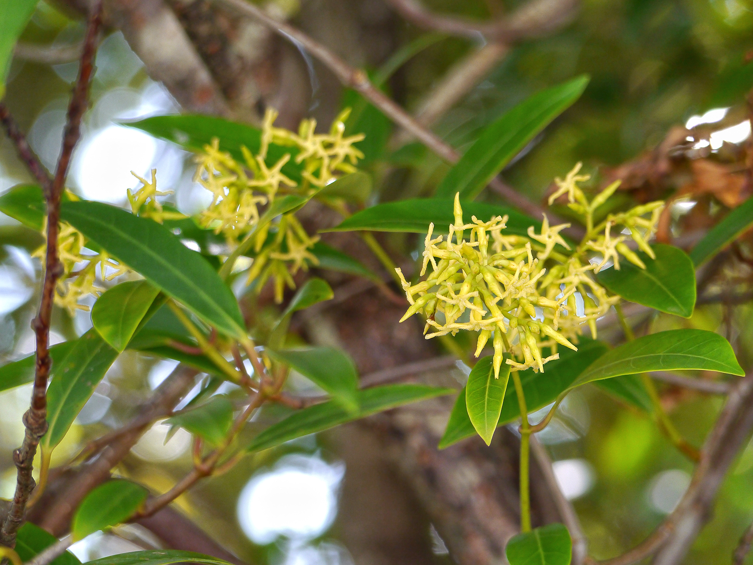 プロペラのようにねじれた淡黄色の花と、サカキに似た光沢のある葉。奄美大島の沿岸部の照葉樹林で、他の木に巻きついて自生している様子。